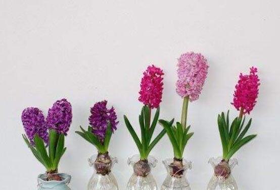 冬天能水培風(fēng)信子么，可以/保持溫暖環(huán)境、注意水溫