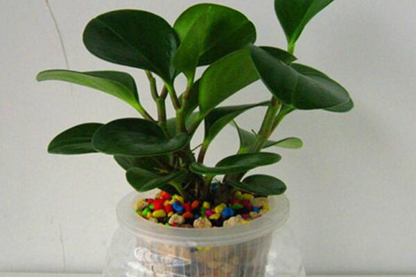 碧玉花能水養(yǎng)嗎，可以水養(yǎng)并且方法簡(jiǎn)單