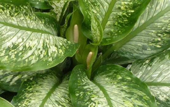 萬年青葉子發(fā)黃怎么辦，萬年青葉子發(fā)黃解決方法