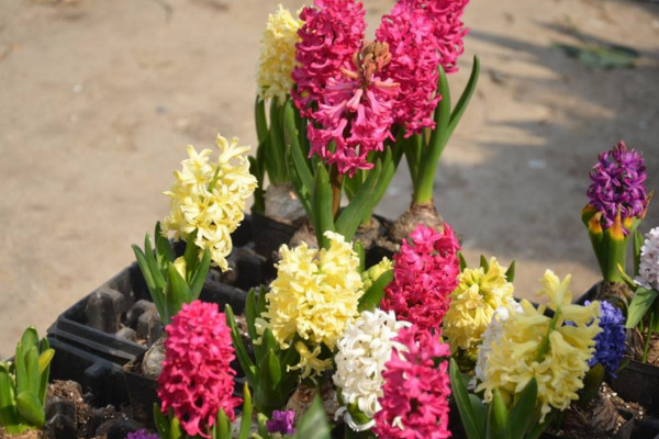 風信子凋謝后怎么處理，修剪葉片并保留根莖