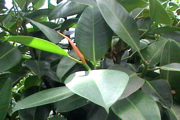 橡皮樹的繁殖方法，扦插/壓條/水培繁殖等