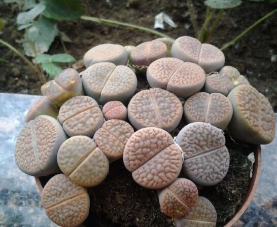 生石花夏天發(fā)皺，保持散射光環(huán)境/盆土疏松透氣