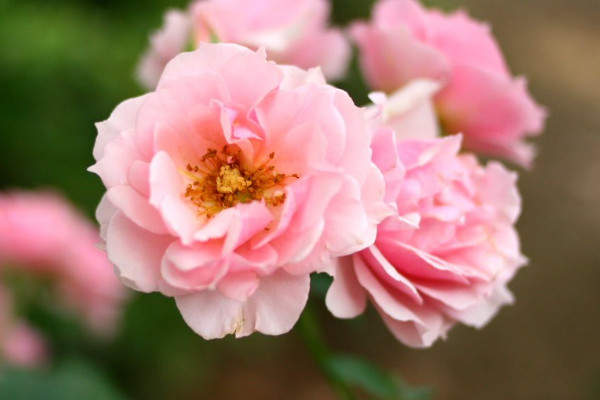 薔薇花能在室內(nèi)陽臺(tái)養(yǎng)嗎