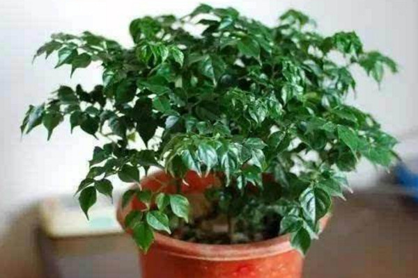 幸福樹上有白色絮狀物怎么辦，可能是感染了白粉病