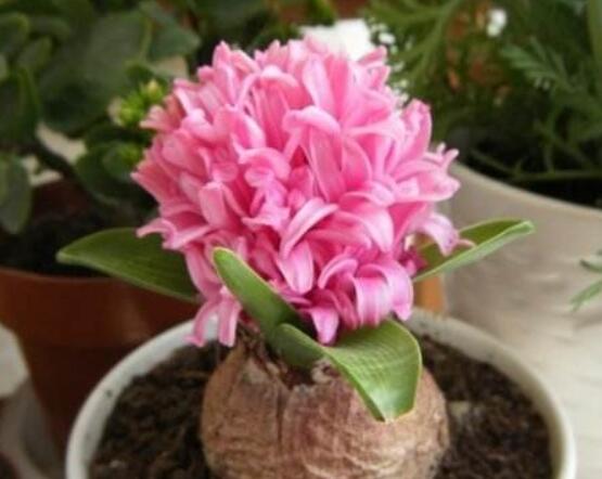 風(fēng)信子怎么種，老農(nóng)總結(jié)最簡(jiǎn)單有效五個(gè)步驟