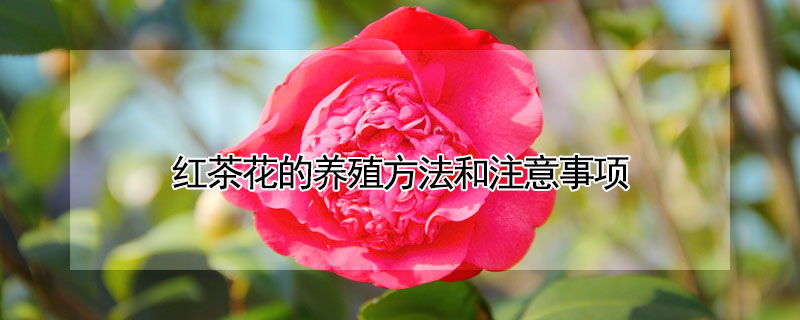 紅茶花的養(yǎng)殖方法和注意事項(xiàng)