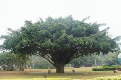 榕樹(shù)的花語(yǔ)和文化寓意，榕樹(shù)寓意富貴吉祥長(zhǎng)壽