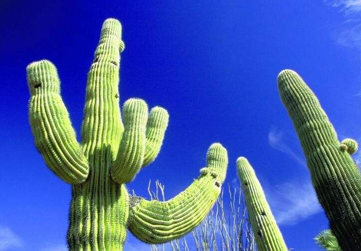 仙人掌花開多久，品種不同花期不同（稀有品種不開花）