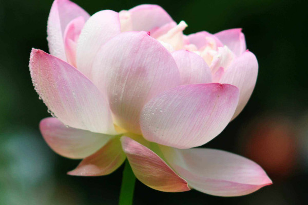 養(yǎng)殖荷花不用水可以嗎