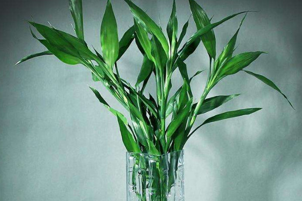 富貴竹長(zhǎng)蟲(chóng)子了怎么辦