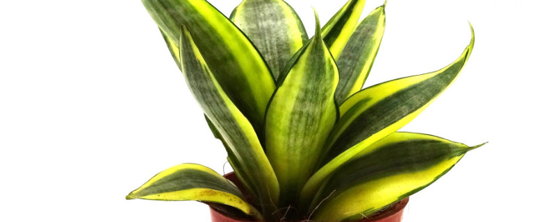 虎皮蘭為什么不長(zhǎng)新芽