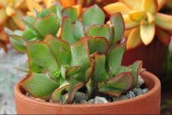 玉樹怎樣長得快，掌握5大要點