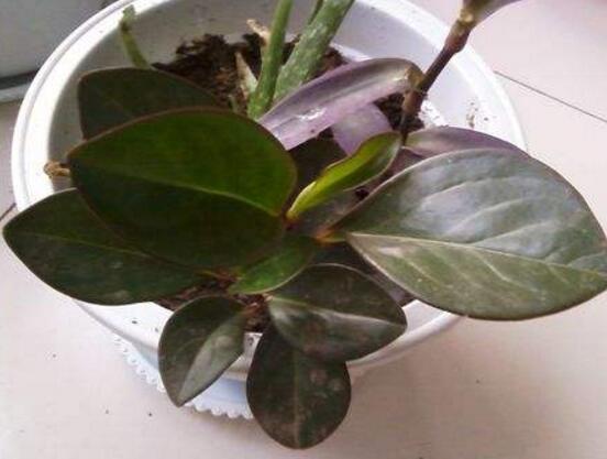 紫邊碧玉的養(yǎng)殖方法，老農(nóng)總結(jié)的七個(gè)基本方法