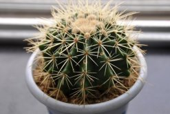 仙人球多久澆一次水，控制澆水量保證土壤偏干即可