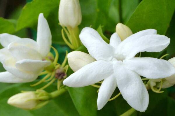 茉莉夏季怎么養(yǎng)護(hù)