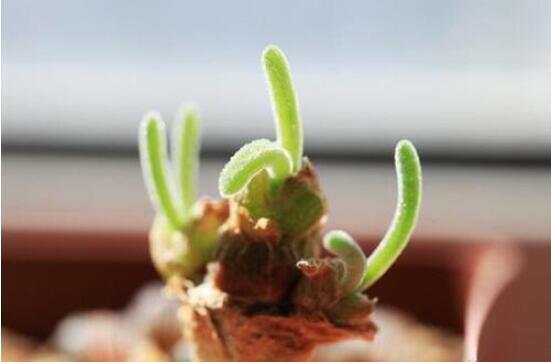 碧光環(huán)開花嗎，會(huì)開/從種植到開花需要5-7年(時(shí)間漫長(zhǎng))