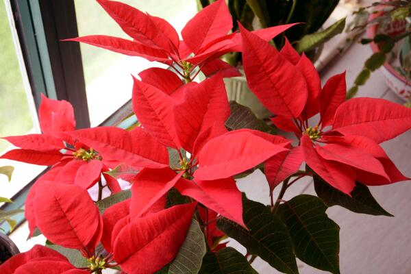 一品紅在室內(nèi)養(yǎng)好不好，不適合放在室內(nèi)（帶有毒性）