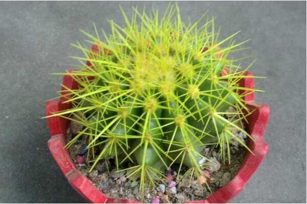 金虎仙人球變黃怎么辦，多半是澆水、溫度、光照三個方面沒做好