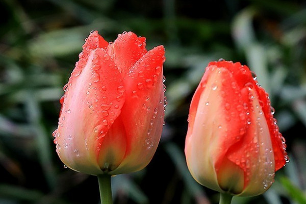 郁金香不能放室內(nèi)嗎