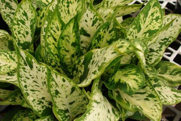 斑馬葉萬年青有毒嗎，可以在室內養(yǎng)殖但要小心謹慎（有毒）