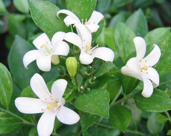 盆栽九里香的養(yǎng)殖方法，老農(nóng)教你七個最實用基本方法