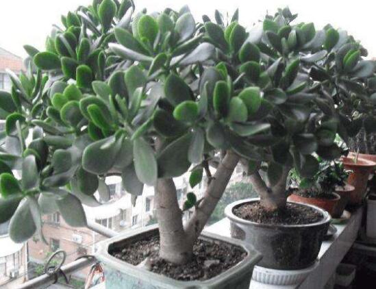 景天樹和玉樹的區(qū)別，教你兩種最容易分辨方法(葉型與花型)