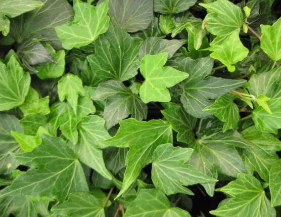 常春藤的養(yǎng)殖方法和注意事項(xiàng)，老農(nóng)總結(jié)八大基本方法