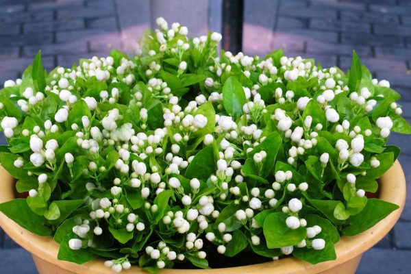 盆栽茉莉的養(yǎng)殖方法和注意事項，每日接受5小時光照