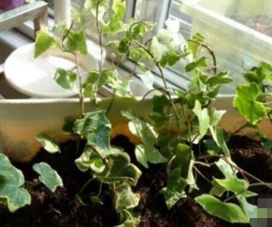 常春藤如何扦插，插蕙盆土剪刀花盆消毒液缺一不可
