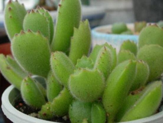 碧光環(huán)種植方法，擇健康種子、保水保肥土壤/淺盆為主