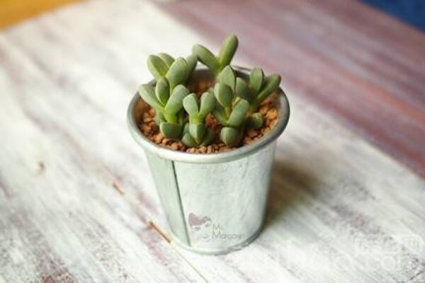 碧玉蓮怎么繁殖，桿插繁殖操作方便且成活率較高