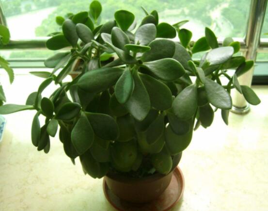 玉樹燕子掌怎么區(qū)分，主要從葉和花序上辨別