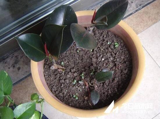 橡皮樹怎么繁殖，橡皮樹繁殖方法