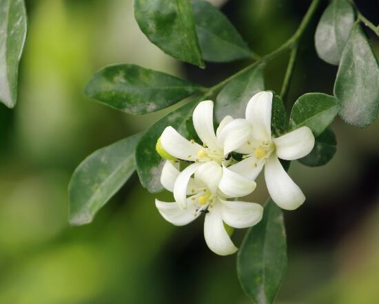 九里香的養(yǎng)殖方法和注意事項(xiàng)，老農(nóng)總結(jié)出七大養(yǎng)殖基本方法