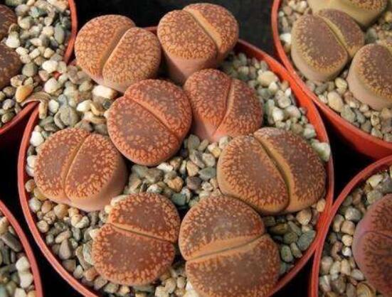 生石花有多少品種，欣賞最好看的六大品種