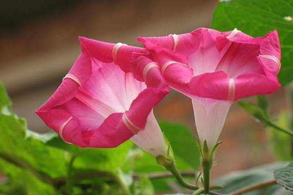 牽?；ㄔ趺答B(yǎng)家庭養(yǎng)法