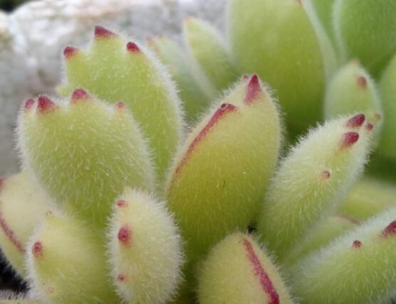 熊童子葉斑病怎么辦，及時(shí)摘除病葉、噴灑藥物治療