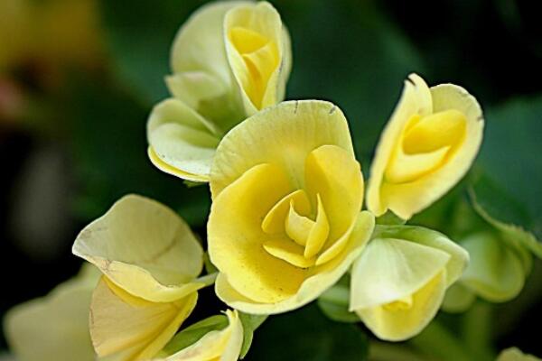 麗格海棠怎么養(yǎng)護