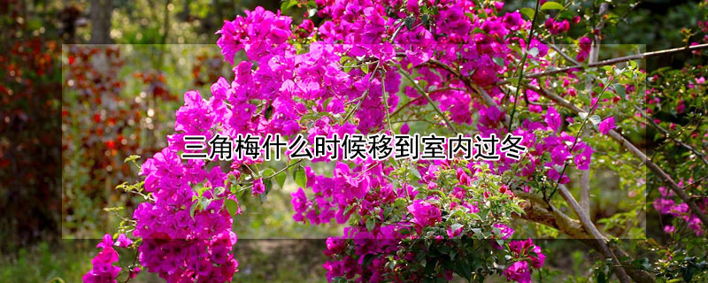 三角梅什么時候移到室內(nèi)過冬
