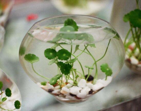 銅錢草水培怎么固定根，，擇一些小花石置于水瓶底部(美觀固定)