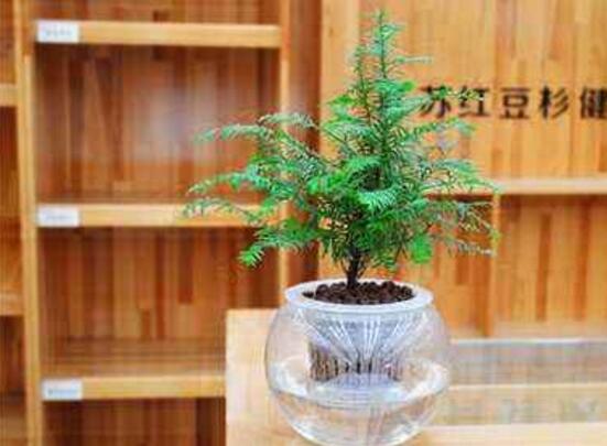 紅豆杉可以水培嗎，紅豆杉水培方法