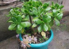 玉樹放在家里吉祥嗎，玉樹的功效與作用