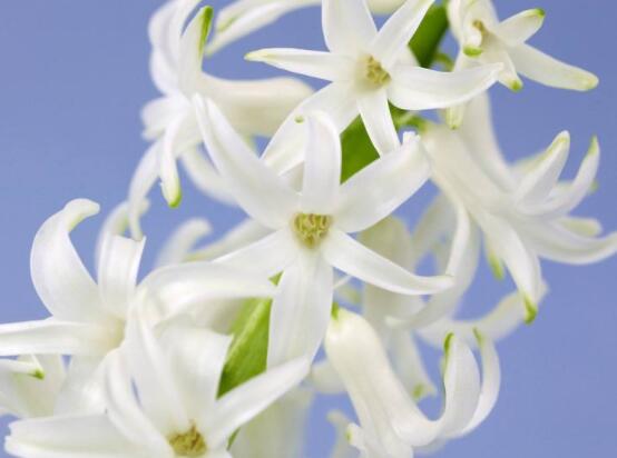 家里養(yǎng)風信子好嗎，好/美化家居環(huán)境、凈化空氣