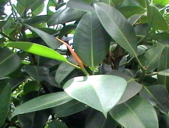 橡皮樹一盆栽幾棵最好，三棵為森八棵為發(fā)（推薦1/3/8/9）