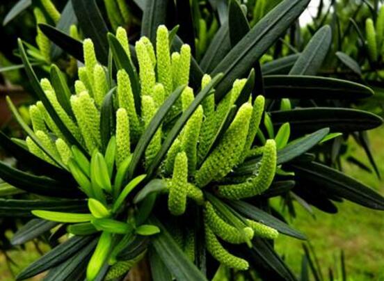 羅漢松會開花嗎，羅漢松開花三年一開