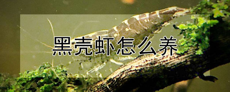 黑殼蝦怎么養(yǎng)