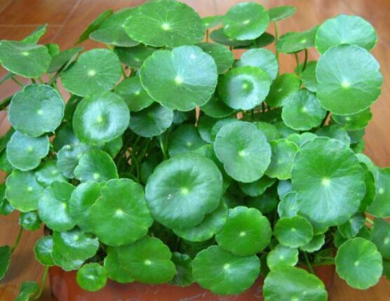 銅錢草的禁忌擺放位置，只要注意這四大位置便可