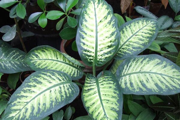 萬年青開花預(yù)兆什么，是一種吉祥的象征