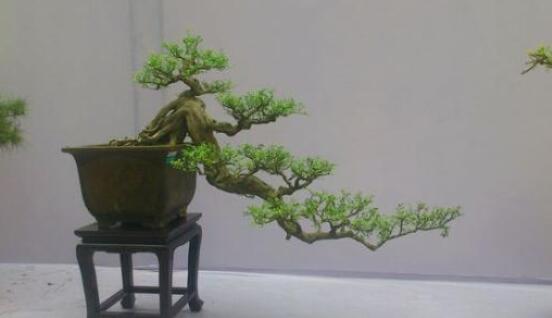 九里香盆景的養(yǎng)殖方法，做好七個(gè)基本養(yǎng)殖要點(diǎn)滿盆花香