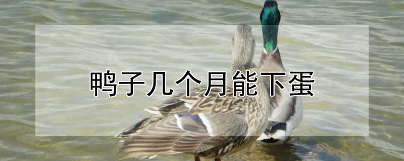 鴨子幾個月能下蛋
